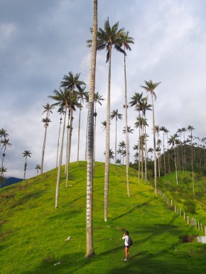 World's tallest palm trees near Salento, Colombia